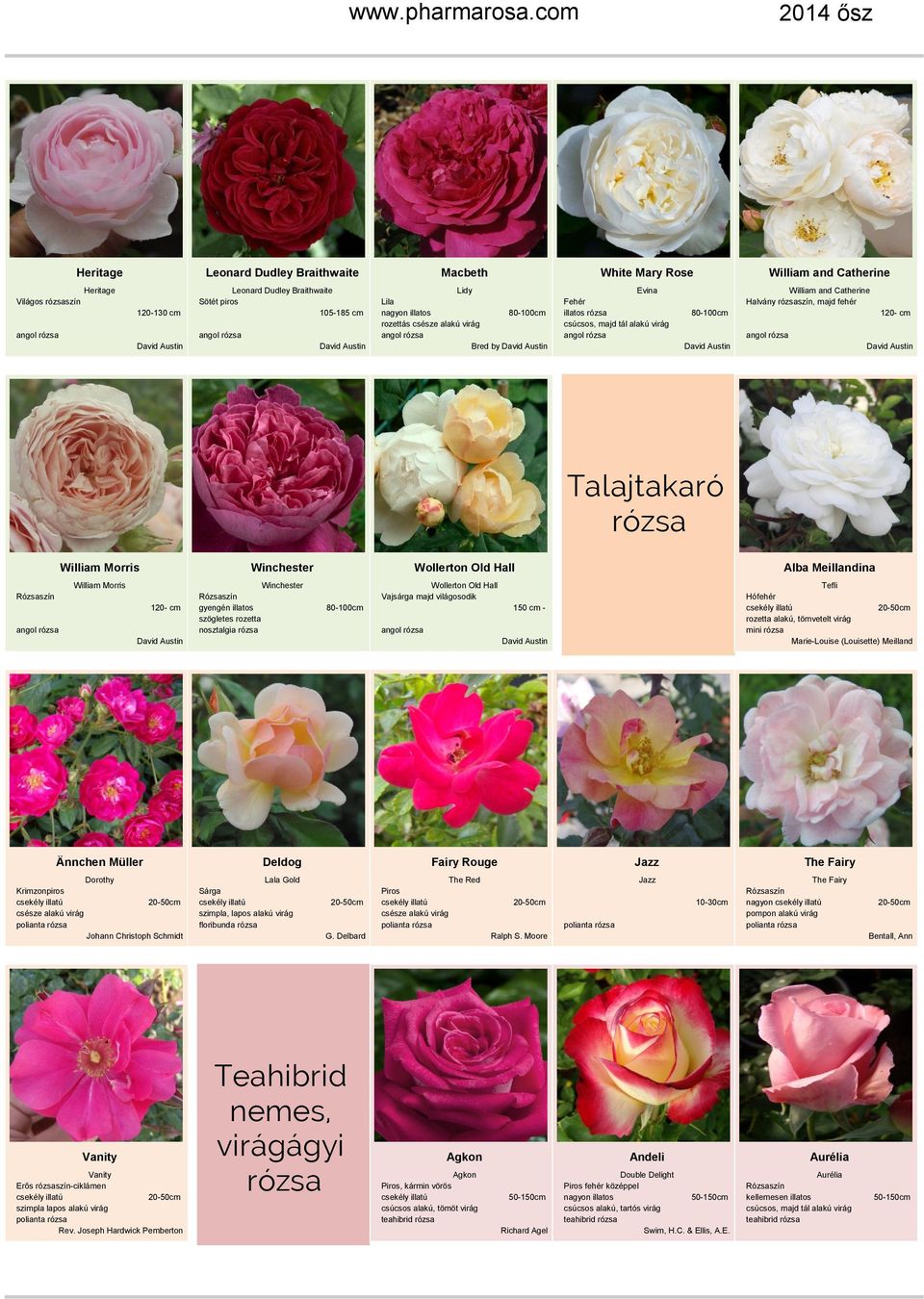 120- cm Winchester szögletes rozetta nosztalgia rózsa 80-100cm Wollerton Old Hall Vajsárga majd világosodik 150 cm - Tefli Hófehér rozetta alakú, tömvetelt virág Marie-Louise (Louisette) Meilland
