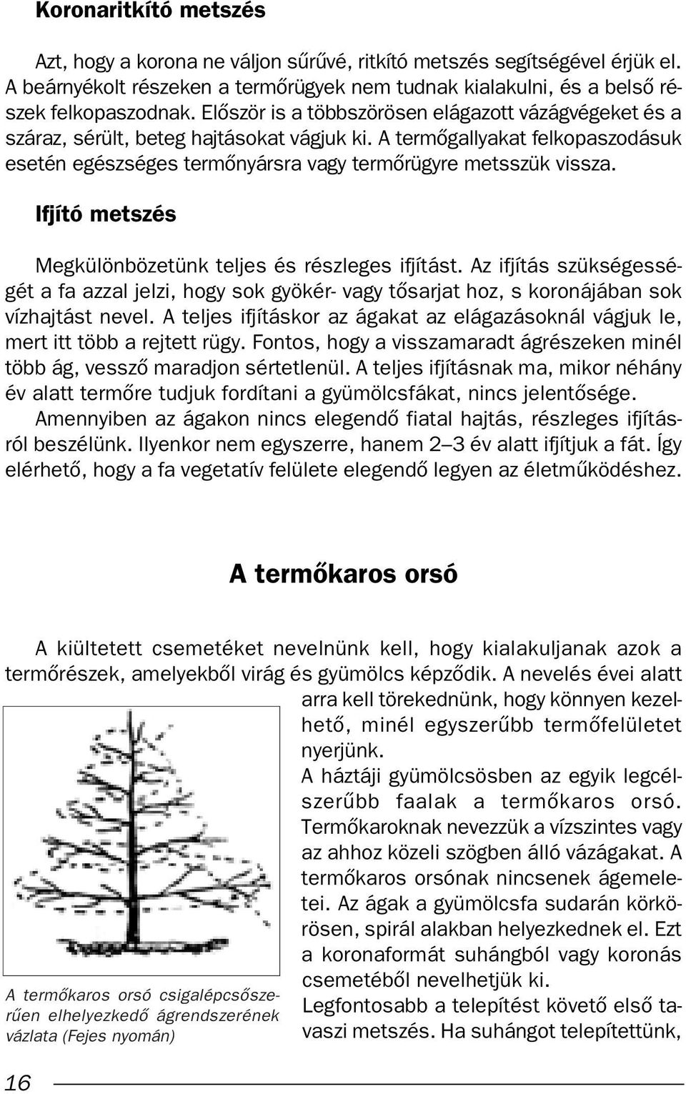 Ifjító metszés Megkülönbözetünk teljes és részleges ifjítást. Az ifjítás szükségességét a fa azzal jelzi, hogy sok gyökér- vagy tœsarjat hoz, s koronájában sok vízhajtást nevel.