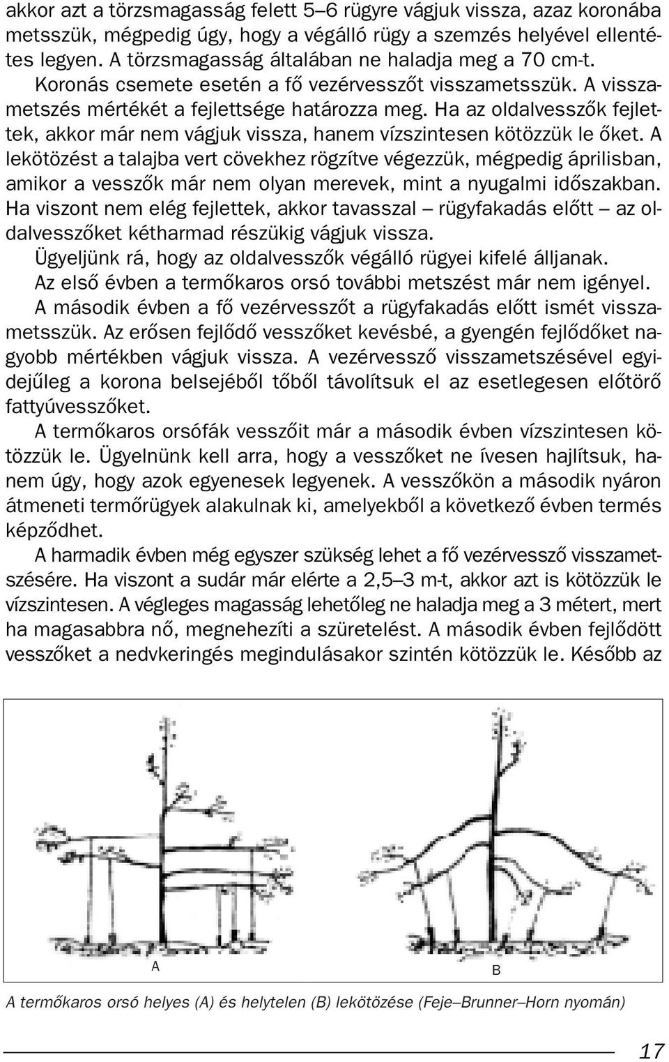 Ha az oldalvesszœk fejlettek, akkor már nem vágjuk vissza, hanem vízszintesen kötözzük le Œket.