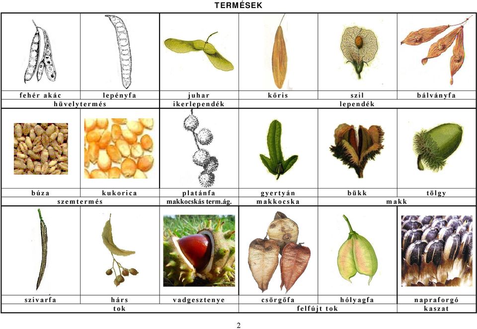 gyertyán bükk tölgy szemtermés makkocskásterm.ág.