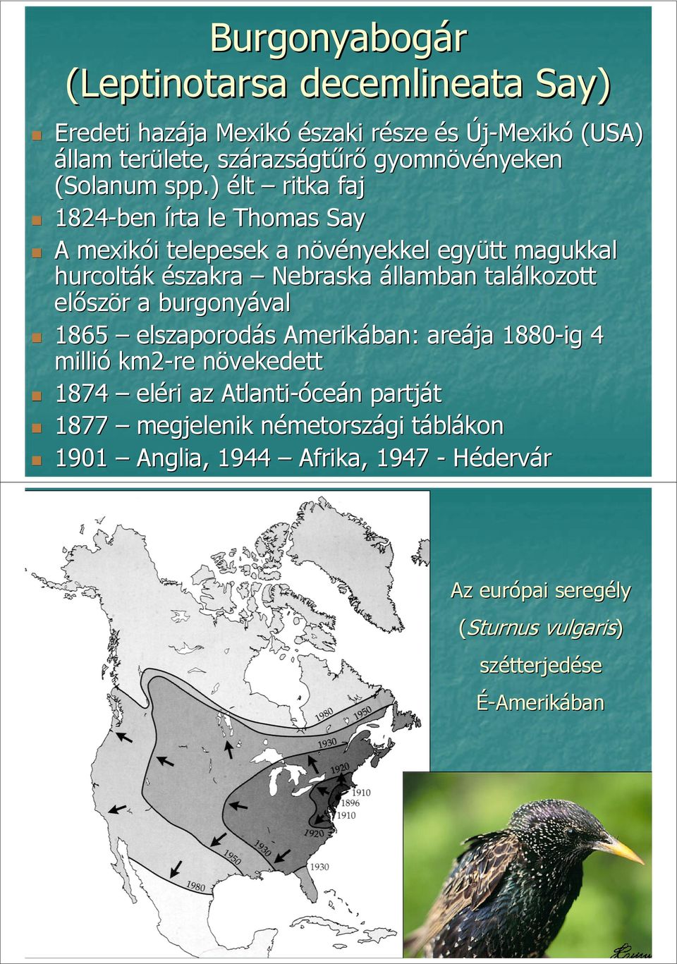 ) élt ritka faj 1824-ben írta le Thomas Say A mexikói telepesek a növényekkel együtt magukkal hurcolták északra Nebraska államban találkozott