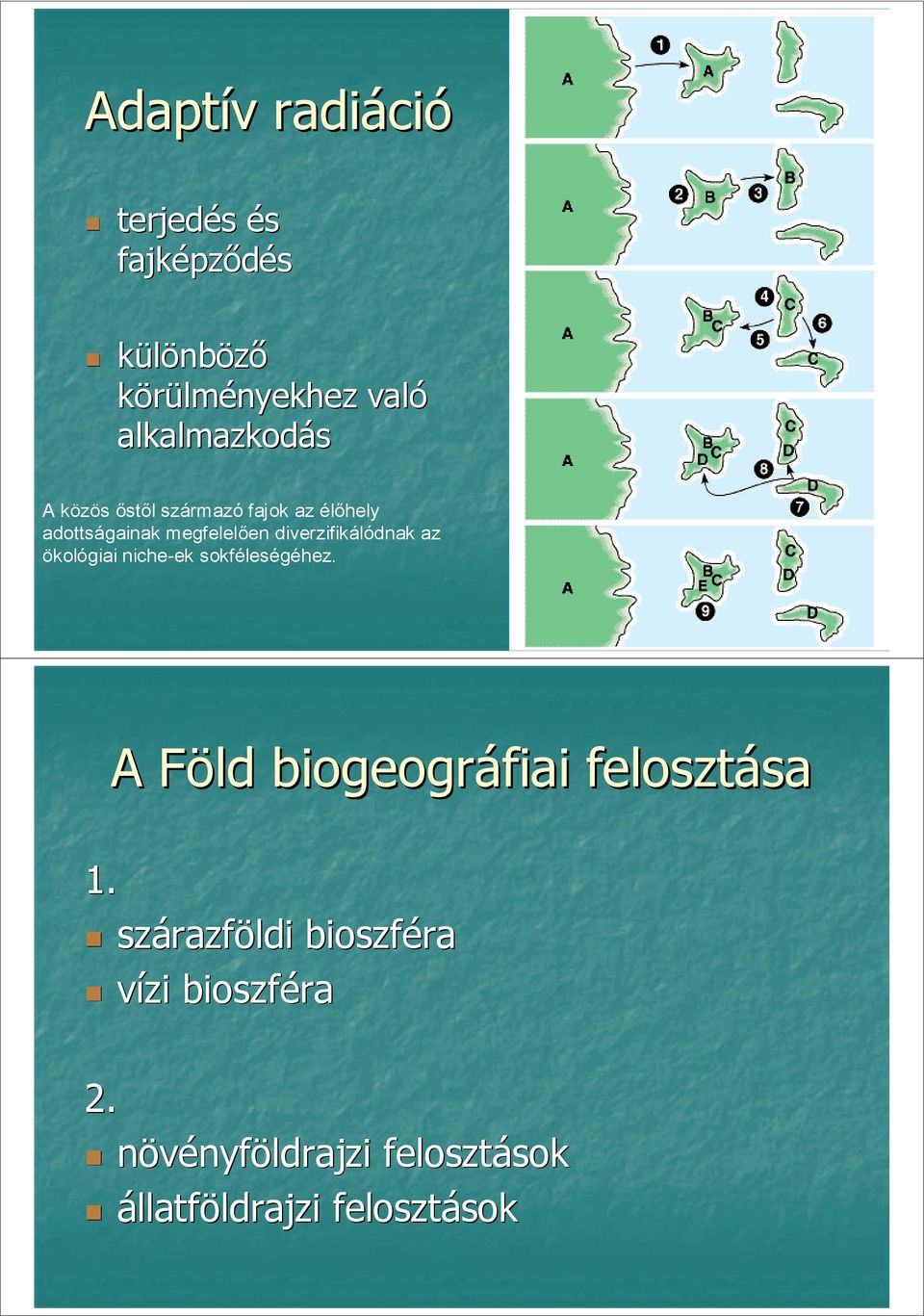 diverzifikálódnak az ökológiai niche-ek sokféleségéhez.