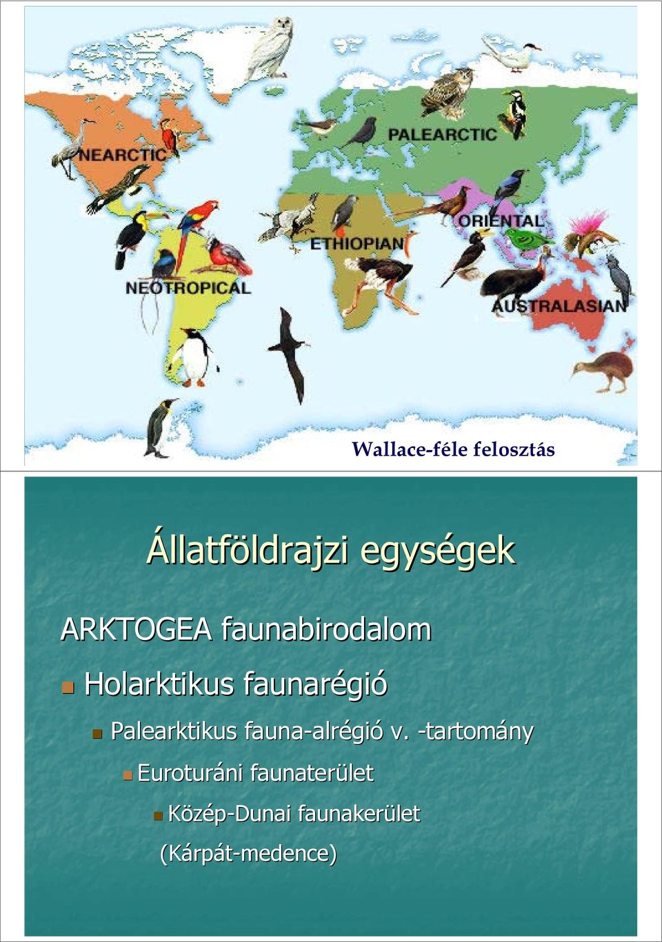 Palearktikus fauna-alrégió alrégió v.