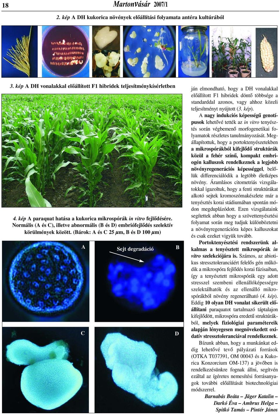 (Bárok: A és C 25 μm, B és D 100 μm) A Sejt degradáció B C D ján elmondható, hogy a DH vonalakkal elõállított F1 hibridek döntõ többsége a standarddal azonos, vagy ahhoz közeli teljesítményt nyújtott