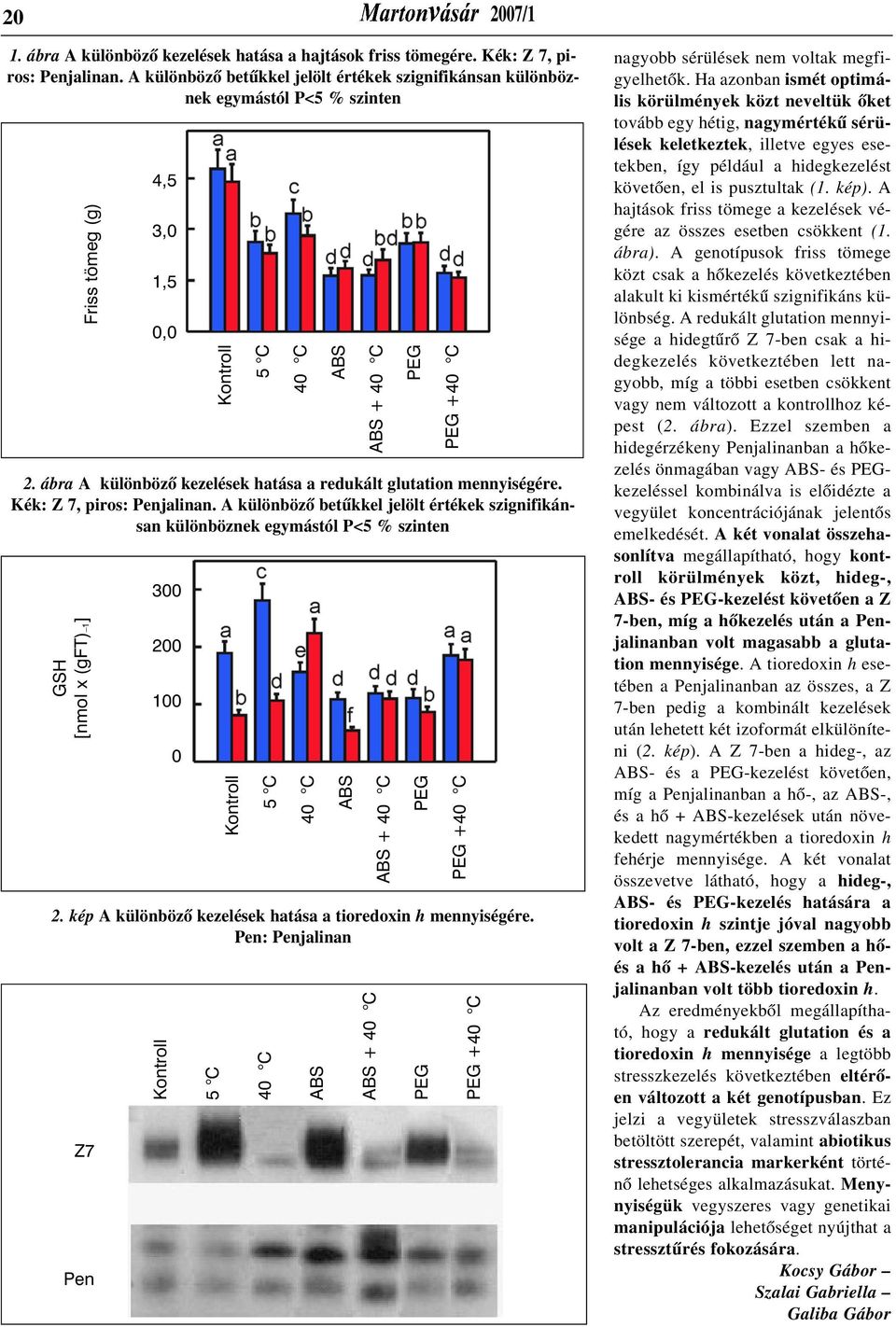 Kék: Z 7, piros: Penjalinan. A különbözõ betûkkel jelölt értékek szignifikánsan különböznek egymástól P<5 % szinten GSH [nmol x (gft) 1] 2.