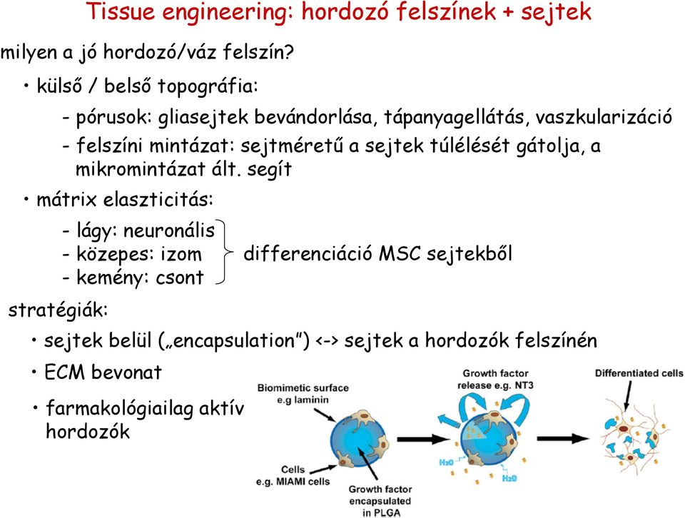 sejtméretű a sejtek túlélését gátolja, a mikromintázat ált.