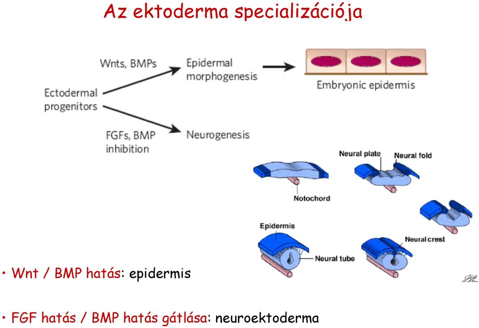 hatás: epidermis FGF