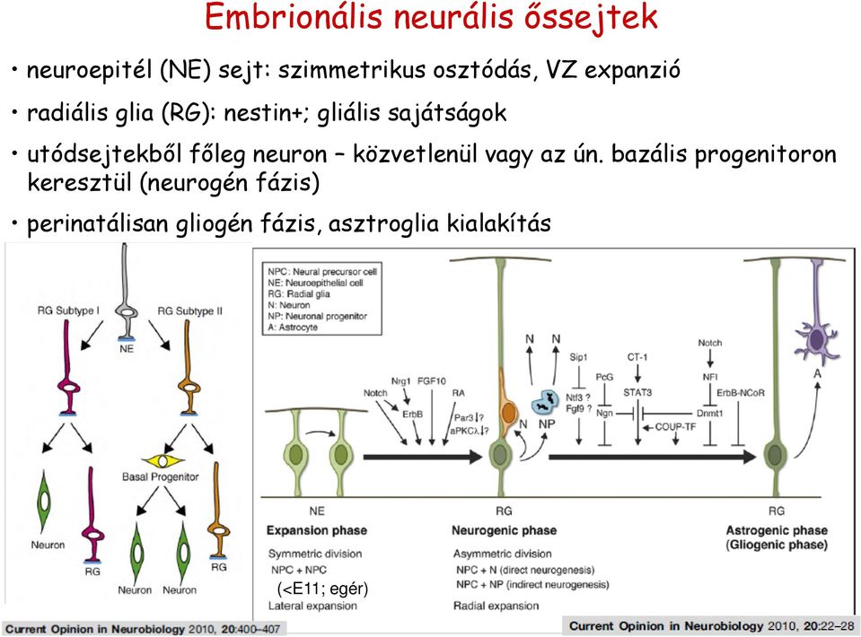 utódsejtekből főleg neuron közvetlenül vagy az ún.