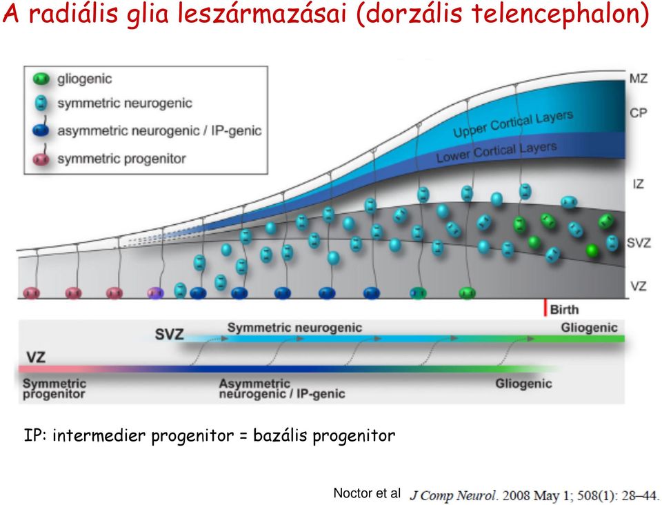 telencephalon) IP: