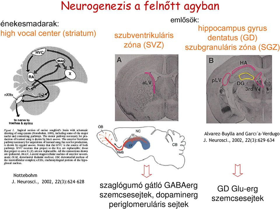 and Garcı a-verdugo J. Neurosci.