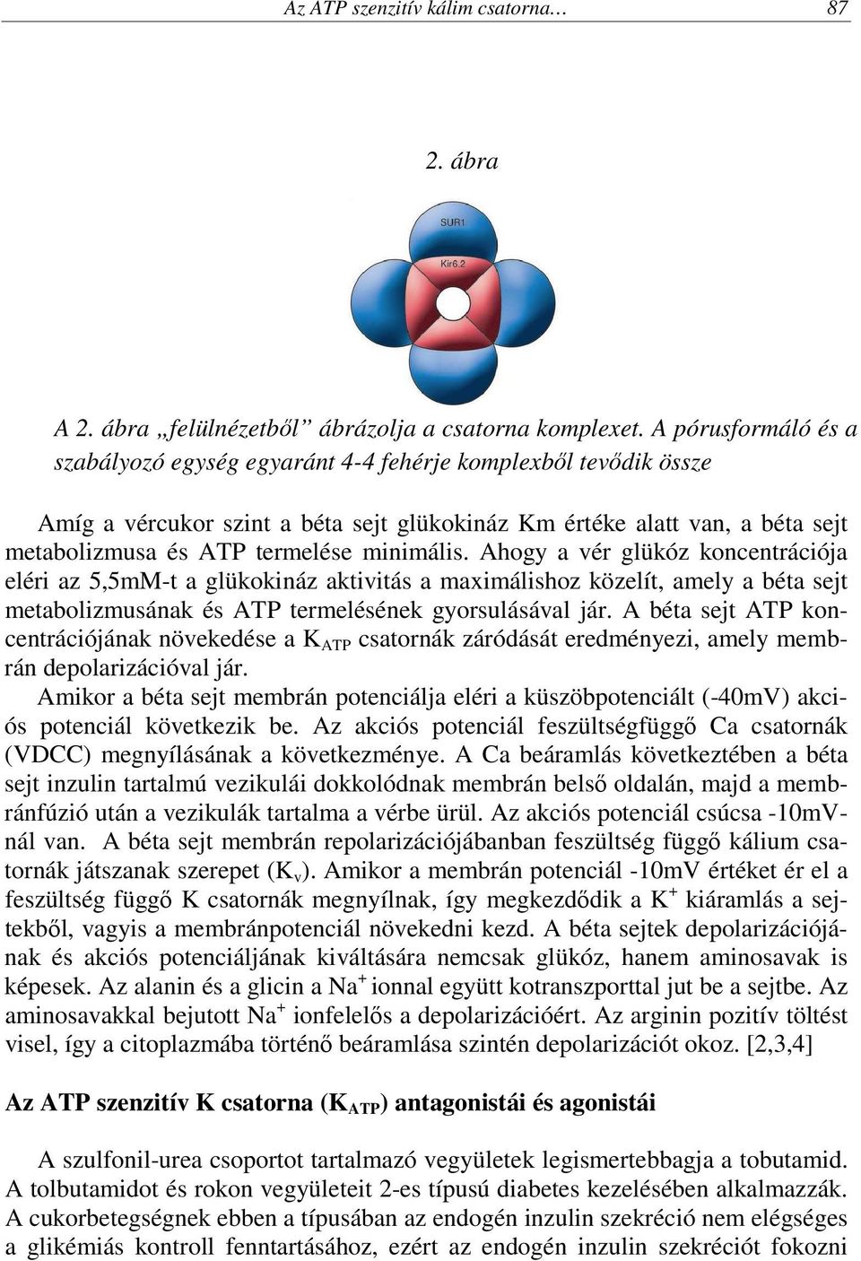 minimális. Ahogy a vér glükóz koncentrációja eléri az 5,5mM-t a glükokináz aktivitás a maximálishoz közelít, amely a béta sejt metabolizmusának és ATP termelésének gyorsulásával jár.