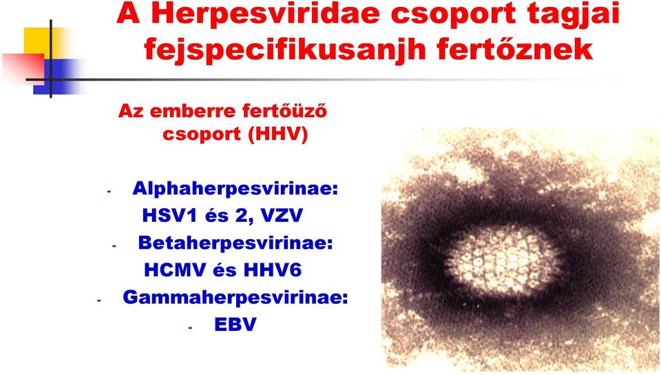 csoport (HHV) - Alphaherpesvirinae: HSV1 és 2,