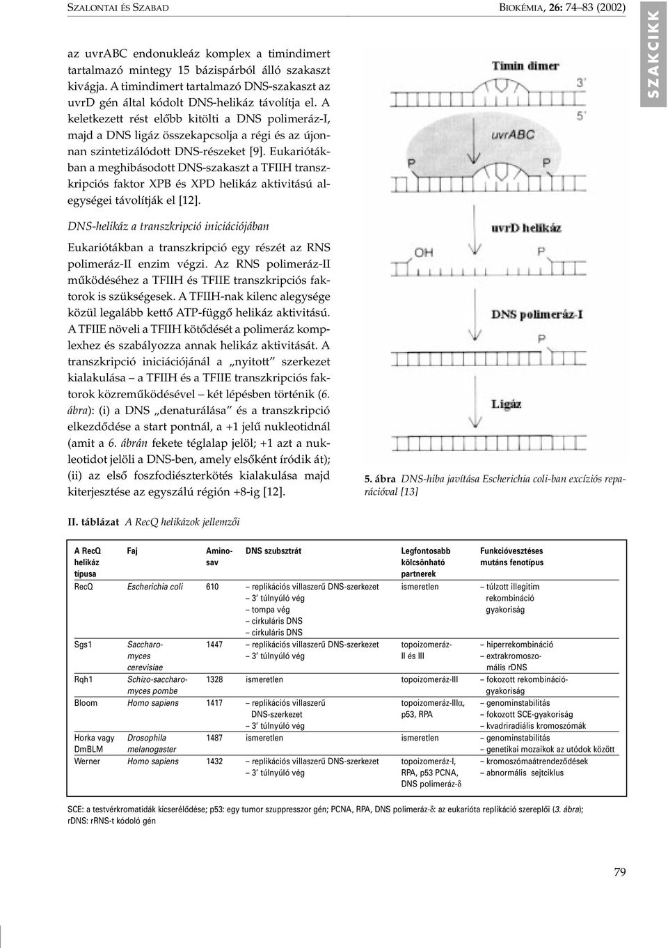 A keletkezett rést elôbb kitölti a DNS polimeráz-i, majd a DNS ligáz összekapcsolja a régi és az újonnan szintetizálódott DNS-részeket [9].