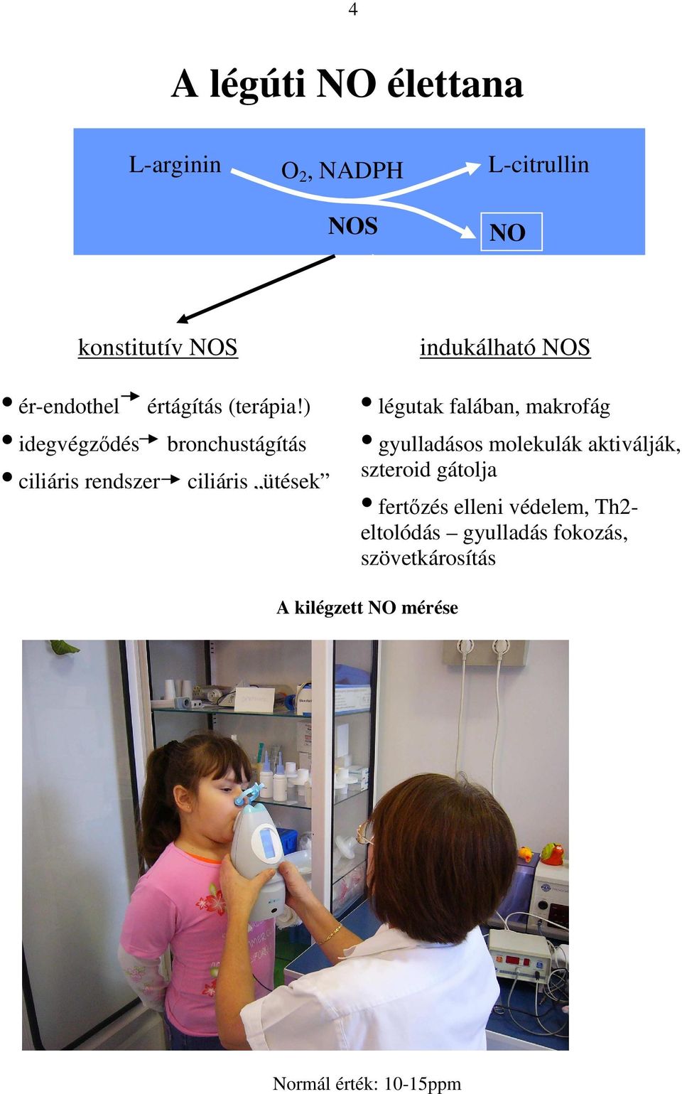 ) idegvégzıdés bronchustágítás ciliáris rendszer ciliáris ütések légutak falában, makrofág