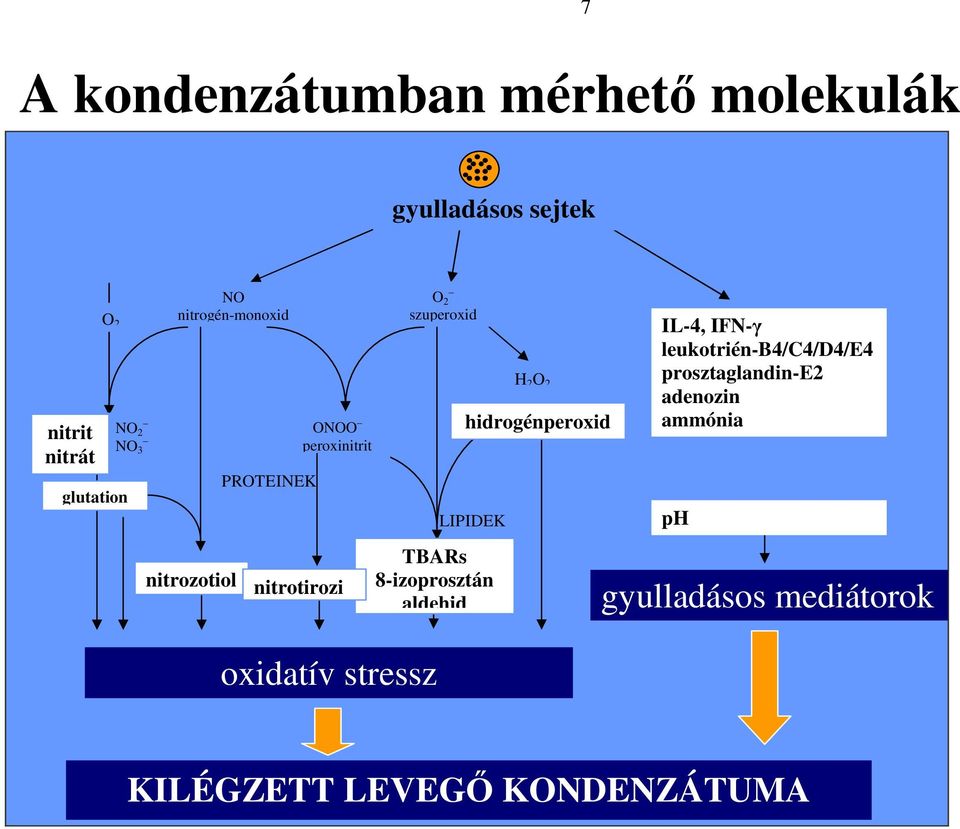 szuperoxid LIPIDEK TBARs 8-izoprosztán aldehid H 2 O 2 hidrogénperoxid IL-4, IFN-γ