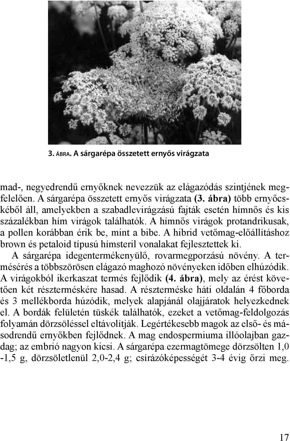 A hibrid vetőmag-előállításhoz brown és petaloid típusú hímsteril vonalakat fejlesztettek ki. A sárgarépa idegentermékenyülő, rovarmegporzású növény.