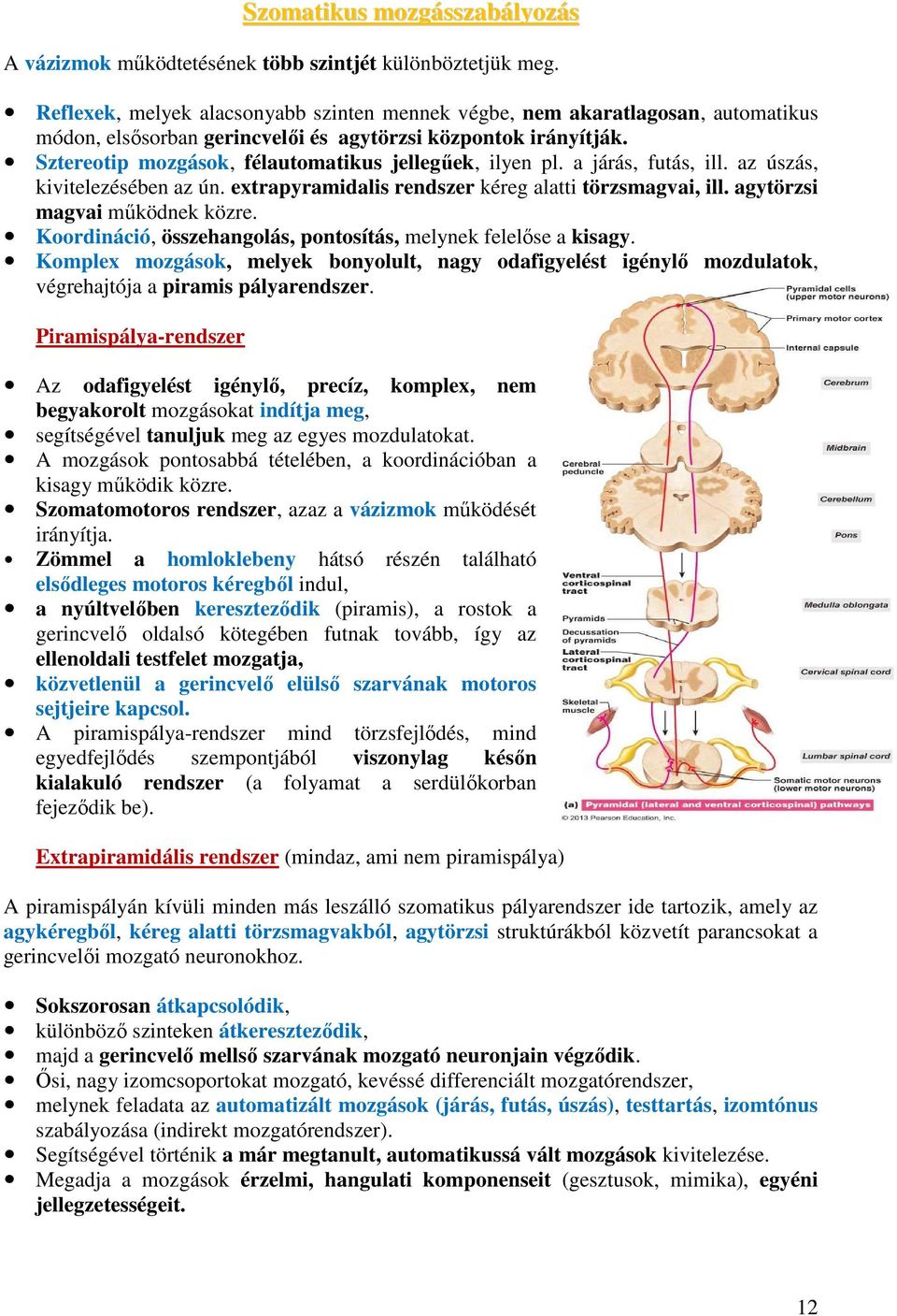 Sztereotip mozgások, félautomatikus jellegűek, ilyen pl. a járás, futás, ill. az úszás, kivitelezésében az ún. extrapyramidalis rendszer kéreg alatti törzsmagvai, ill. agytörzsi magvai működnek közre.