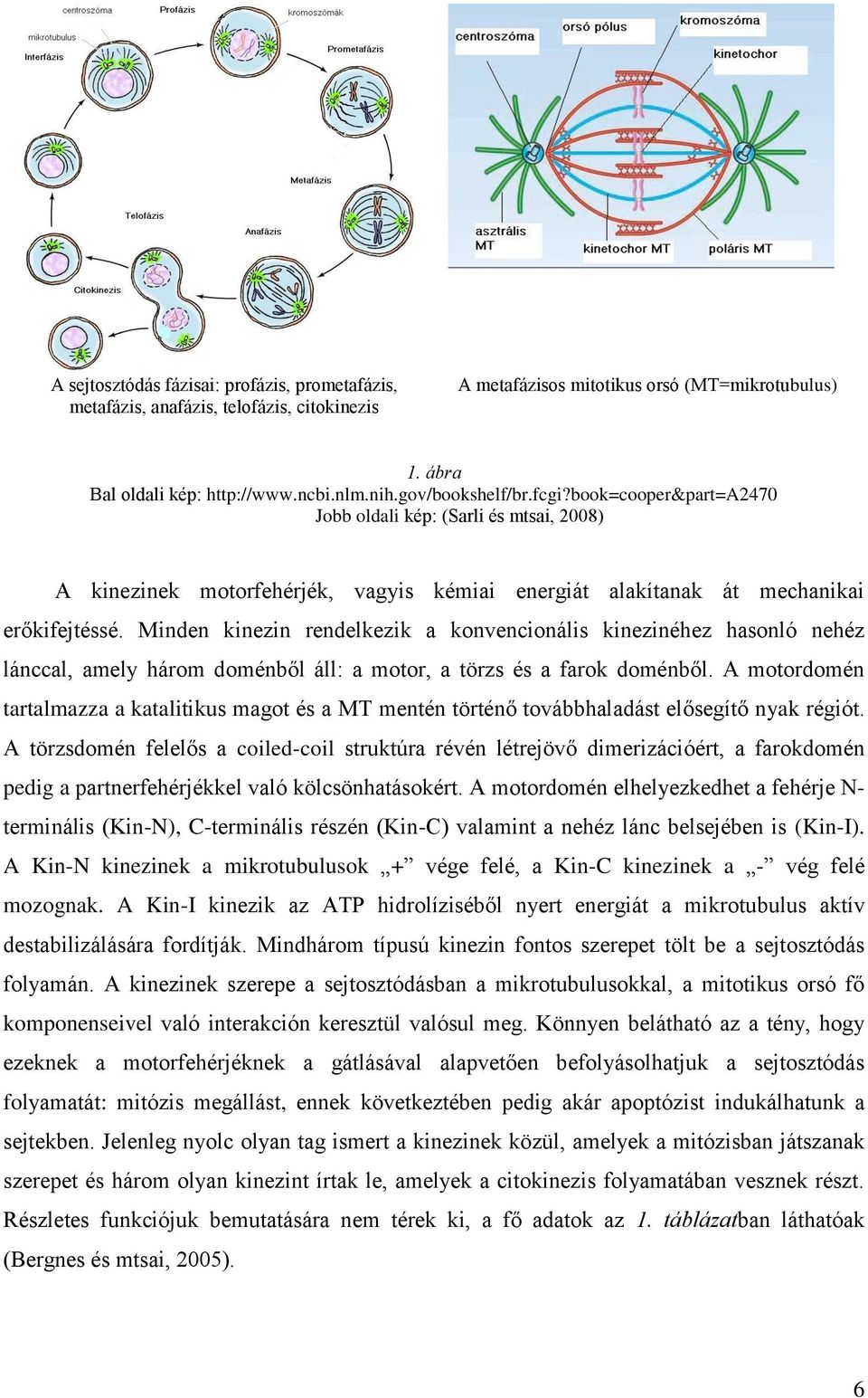 Minden kinezin rendelkezik a konvencionális kinezinéhez hasonló nehéz lánccal, amely három doménből áll: a motor, a törzs és a farok doménből.