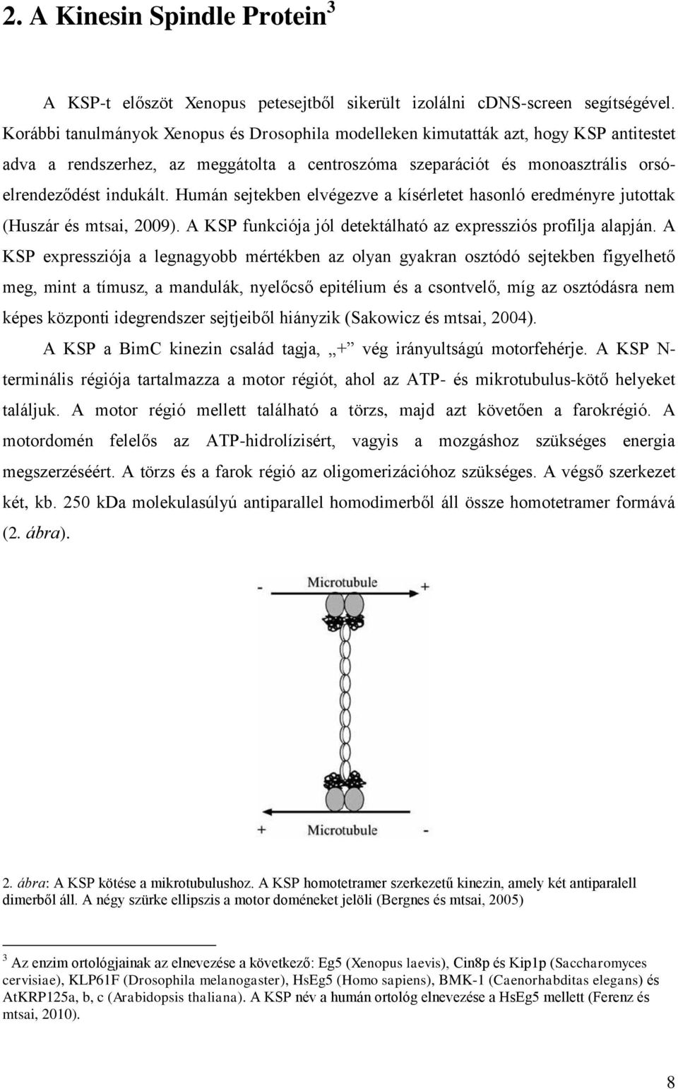 Humán sejtekben elvégezve a kísérletet hasonló eredményre jutottak (Huszár és mtsai, 2009). A KSP funkciója jól detektálható az expressziós profilja alapján.