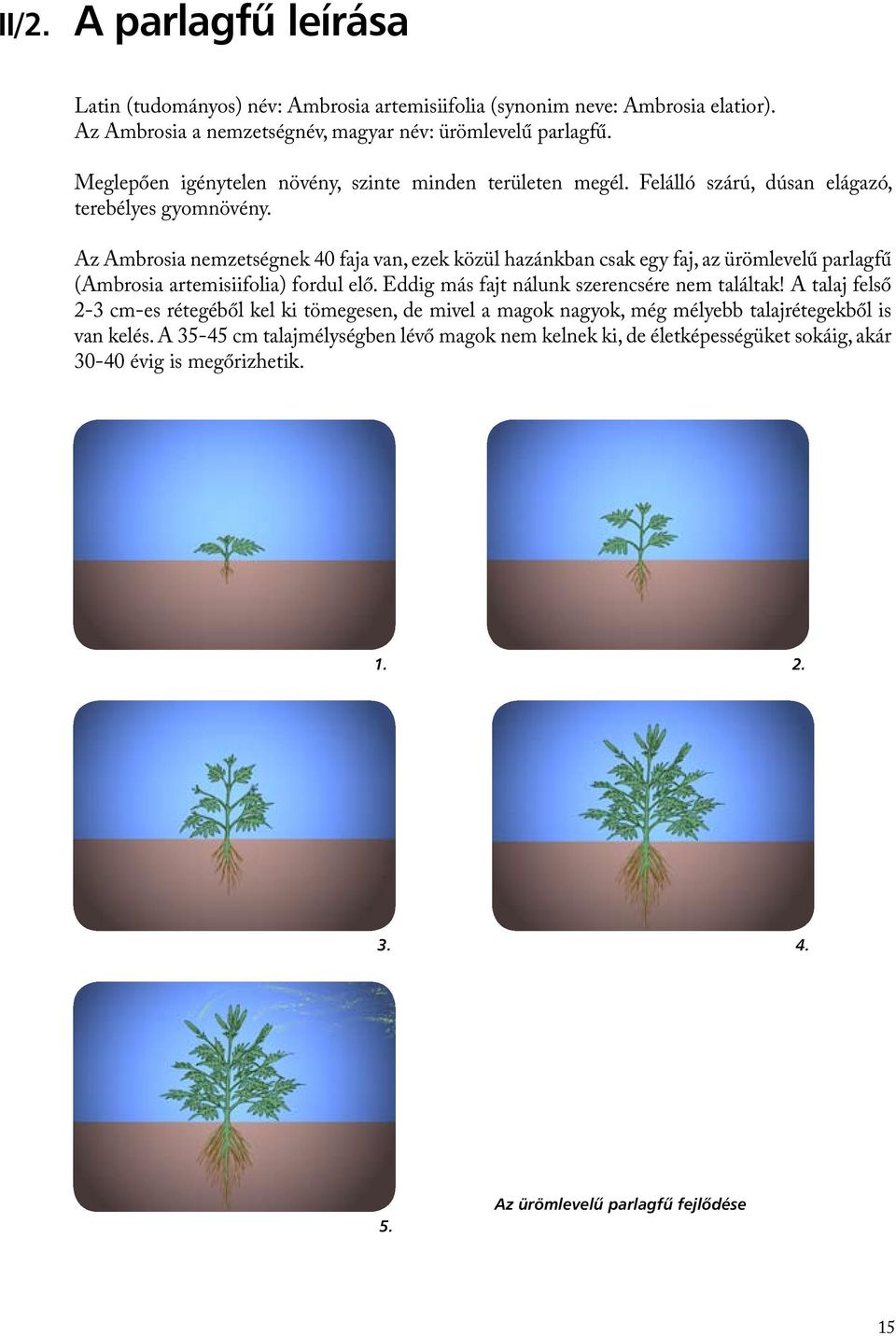 Az Ambrosia nemzetségnek 40 faja van, ezek közül hazánkban csak egy faj, az ürömlevelű parlagfű (Ambrosia artemisiifolia) fordul elő. Eddig más fajt nálunk szerencsére nem találtak!