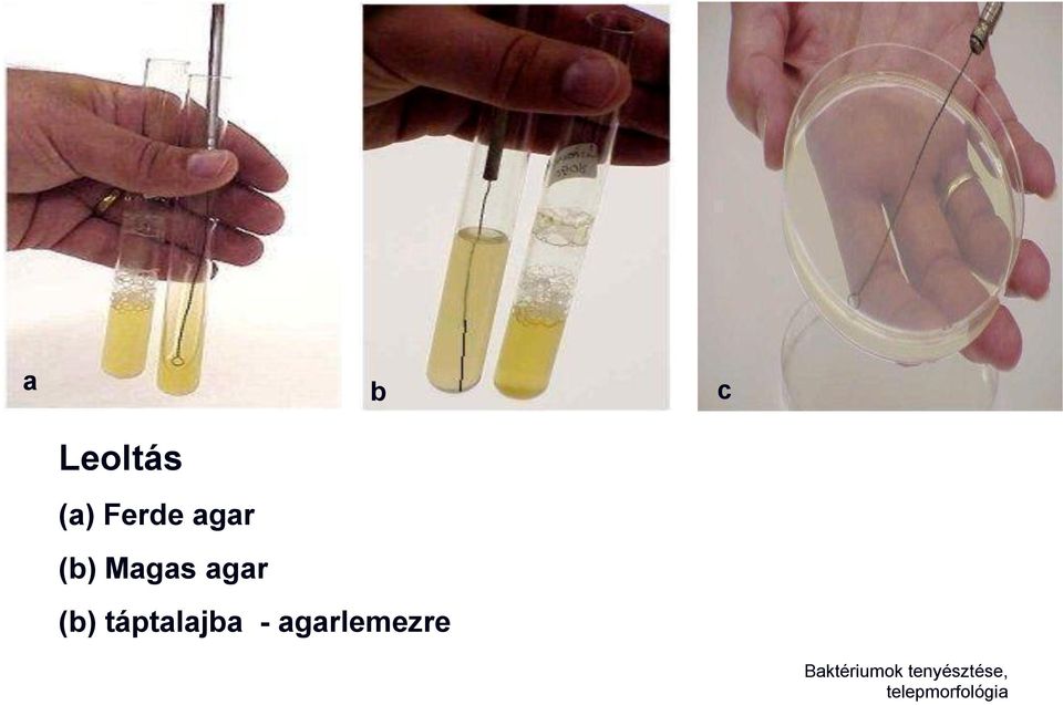 táptalajba - agarlemezre