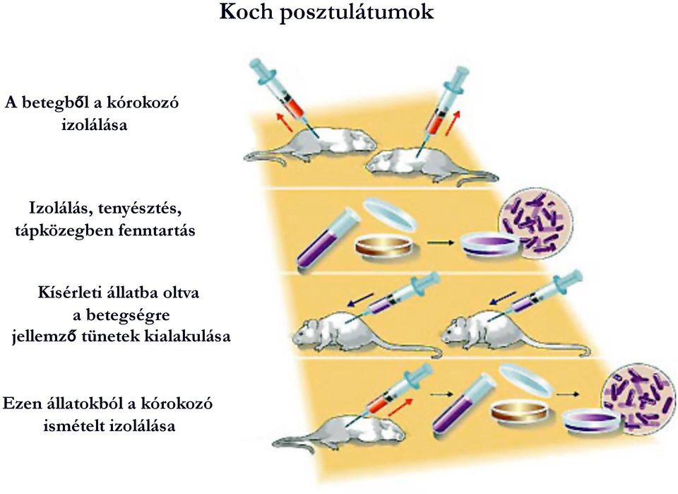 Kísérleti állatba oltva a betegségre jellemző