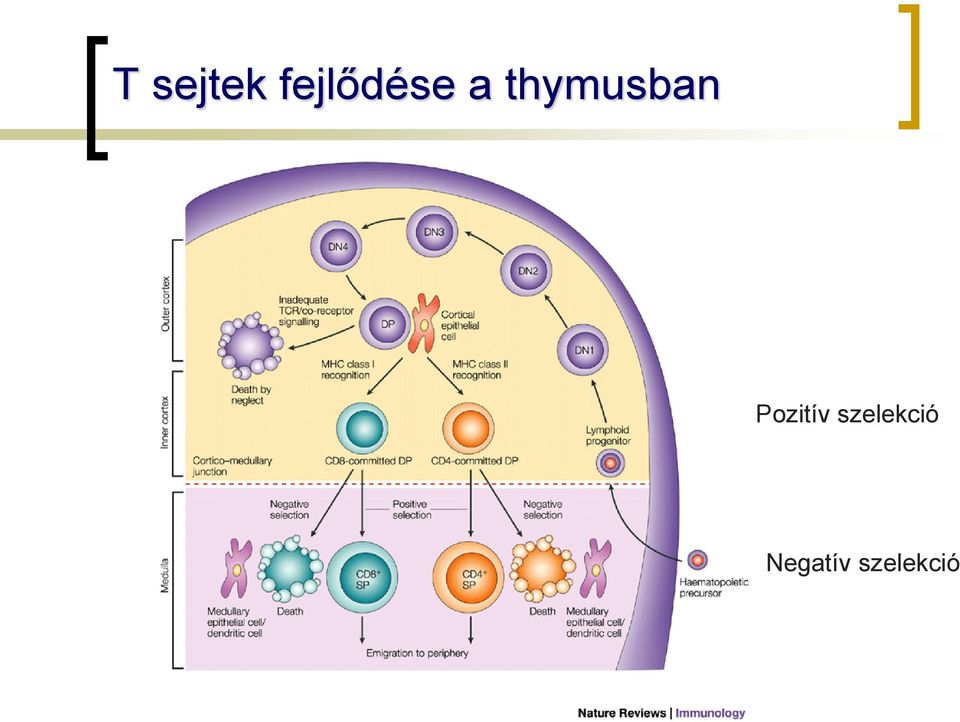 thymusban