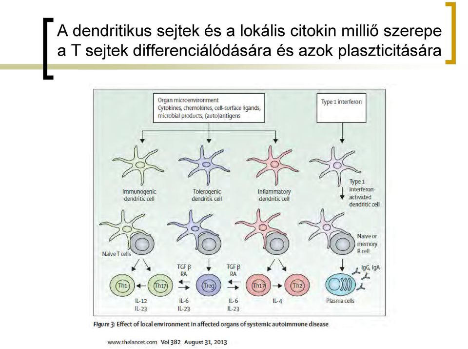 szerepe a T sejtek