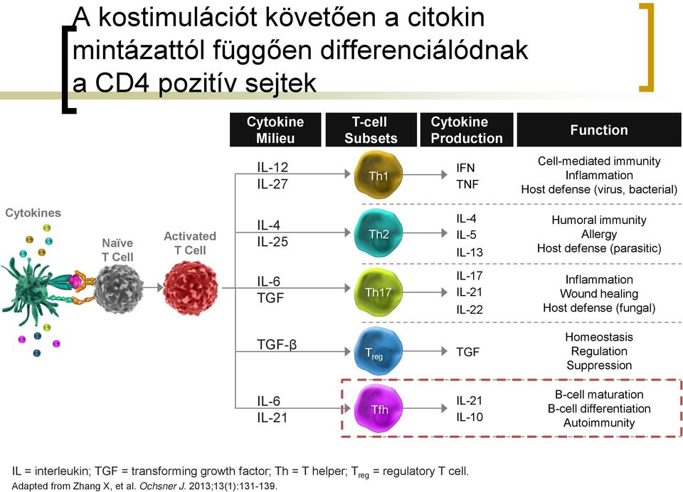 (parasitic) IL-6 TGF Th17 IL-17 IL-21 IL-22 Inflammation Wound healing Host defense (fungal) TGF-β T reg TGF Homeostasis Regulation Suppression IL-6 IL-21 Tfh IL-21 IL-10 B-cell