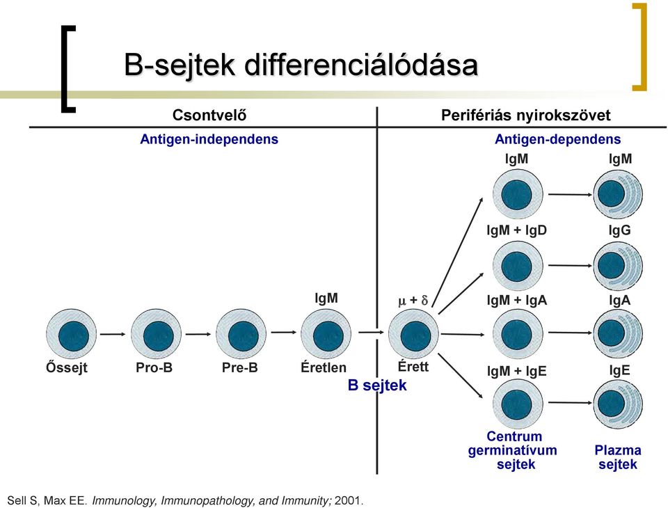 Őssejt Pro-B Pre-B Éretlen Érett B sejtek IgM + IgE IgE Centrum germinatívum