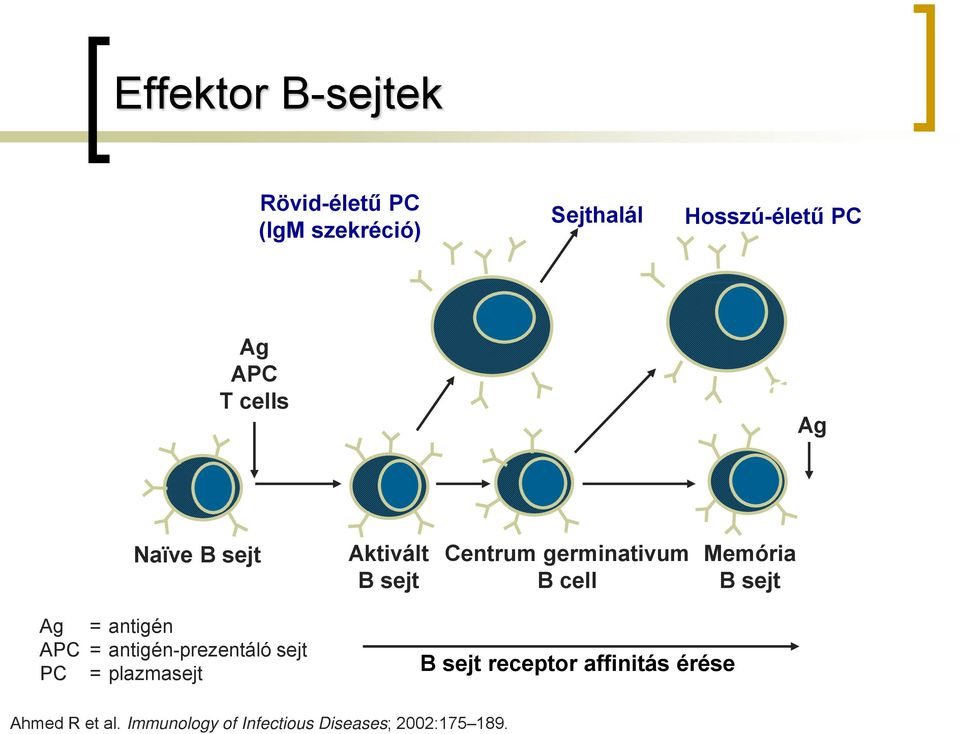 B sejt Ag = antigén APC = antigén-prezentáló sejt PC = plazmasejt B sejt