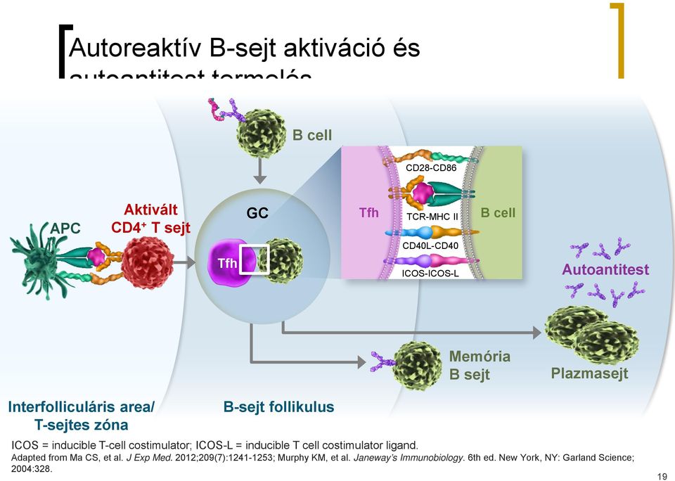 ICOS = inducible T-cell costimulator; ICOS-L = ICOS ligand. ICOS = inducible T-cell costimulator; ICOS-L = ICOS ligand.