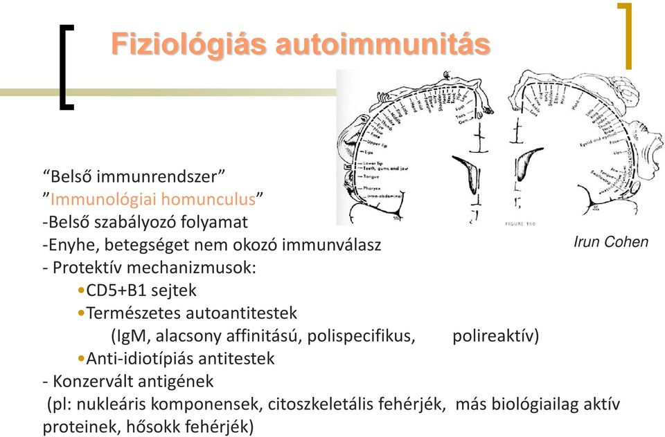 alacsony affinitású, polispecifikus, polireaktív) Anti-idiotípiás antitestek - Konzervált antigének (pl: