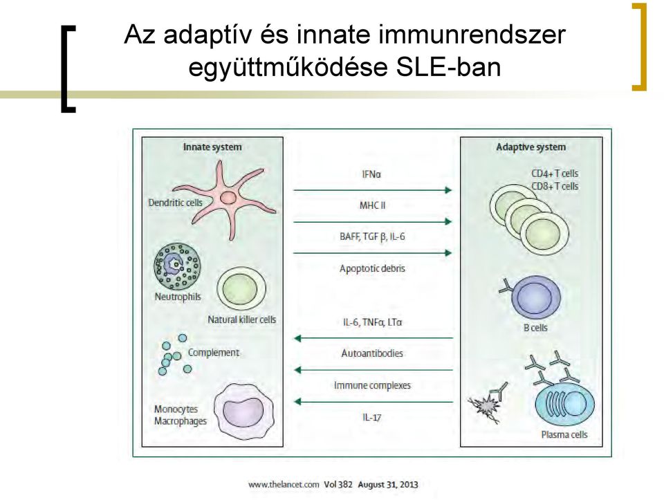 immunrendszer