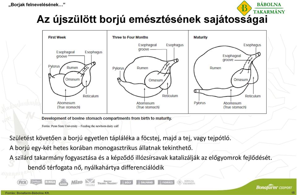 A borjú egy két hetes korában monogasztrikus állatnak tekinthető.