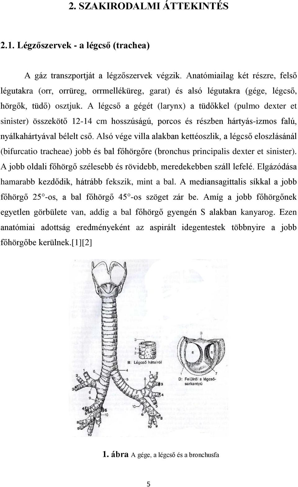 A légcső a gégét (larynx) a tüdőkkel (pulmo dexter et sinister) összekötő 12-14 cm hosszúságú, porcos és részben hártyás-izmos falú, nyálkahártyával bélelt cső.