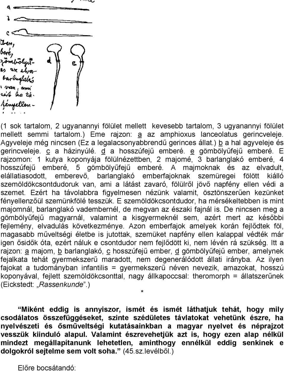 E rajzomon: 1 kutya koponyája fölülnézettben, 2 majomé, 3 barlanglakó emberé, 4 hosszúfejű emberé, 5 gömbölyűfejű emberé.