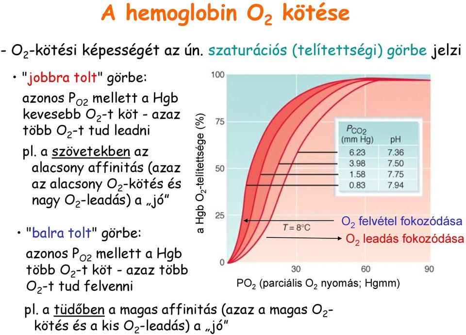 a szövetekben az alacsony affinitás (azaz az alacsony O 2 -kötés és nagy O 2 -leadás) a jó "balra tolt" görbe: azonos P O2 mellett a Hgb több O