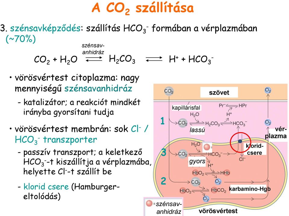 szénsavanhidráz - katalizátor; a reakciót mindkét irányba gyorsítani tudja vörösvértest membrán: sok Cl - / HCO 3- transzporter - passzív transzport; a