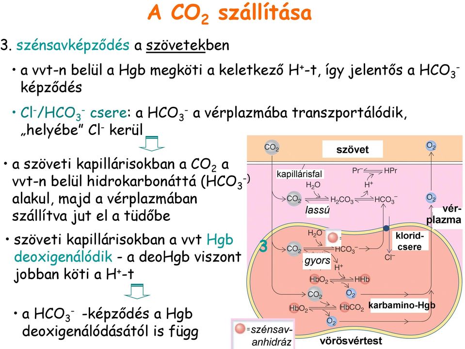 transzportálódik, helyébe Cl - kerül a szöveti kapillárisokban a CO 2 a vvt-n belül hidrokarbonáttá (HCO 3 -) alakul, majd a vérplazmában szállítva jut el a