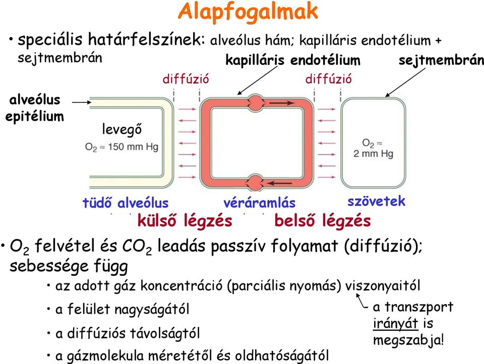 felvétel és CO 2 leadás passzív folyamat (diffúzió); sebessége függ az adott gáz koncentráció (parciális nyomás)