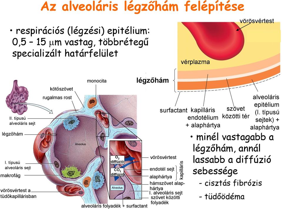 típusú alveoláris sejt makrofág vörösvértest a tüdőkapillárisban kötőszövet rugalmas rost monocita O 2 diffúzió CO 2 diffúzió légzőhám surfactant vörösvértest endotél