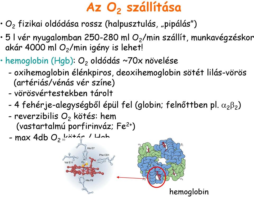 hemoglobin (Hgb): O 2 oldódás ~70x növelése - oxihemoglobin élénkpiros, deoxihemoglobin sötét lilás-vörös (artériás/vénás