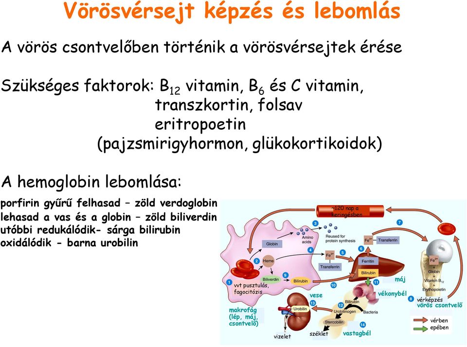 lehasad a vas és a globin zöld biliverdin utóbbi redukálódik- sárga bilirubin oxidálódik - barna urobilin ~120 nap a keringésben vvt