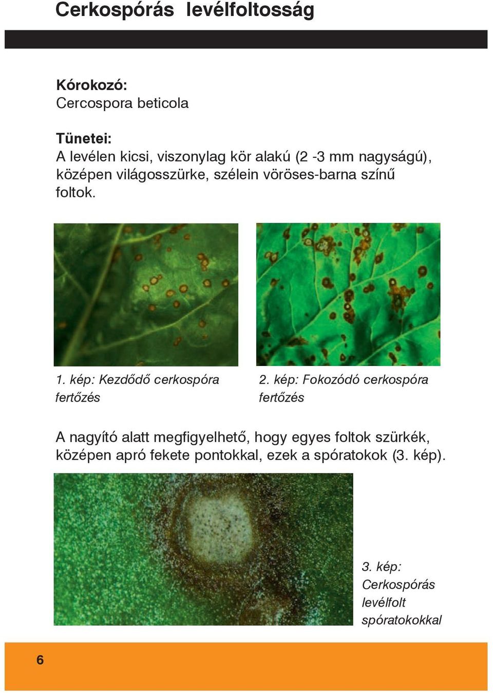 kép: Kezdõdõ cerkospóra fertõzés 2.