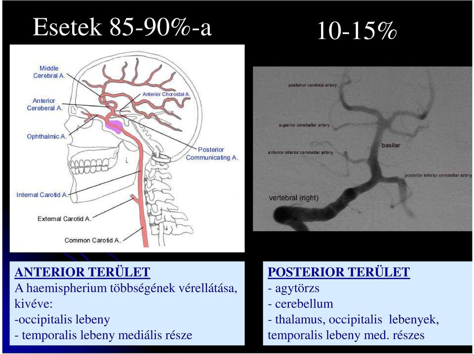 temporalis lebeny mediális része POSTERIOR TERÜLET - agytörzs