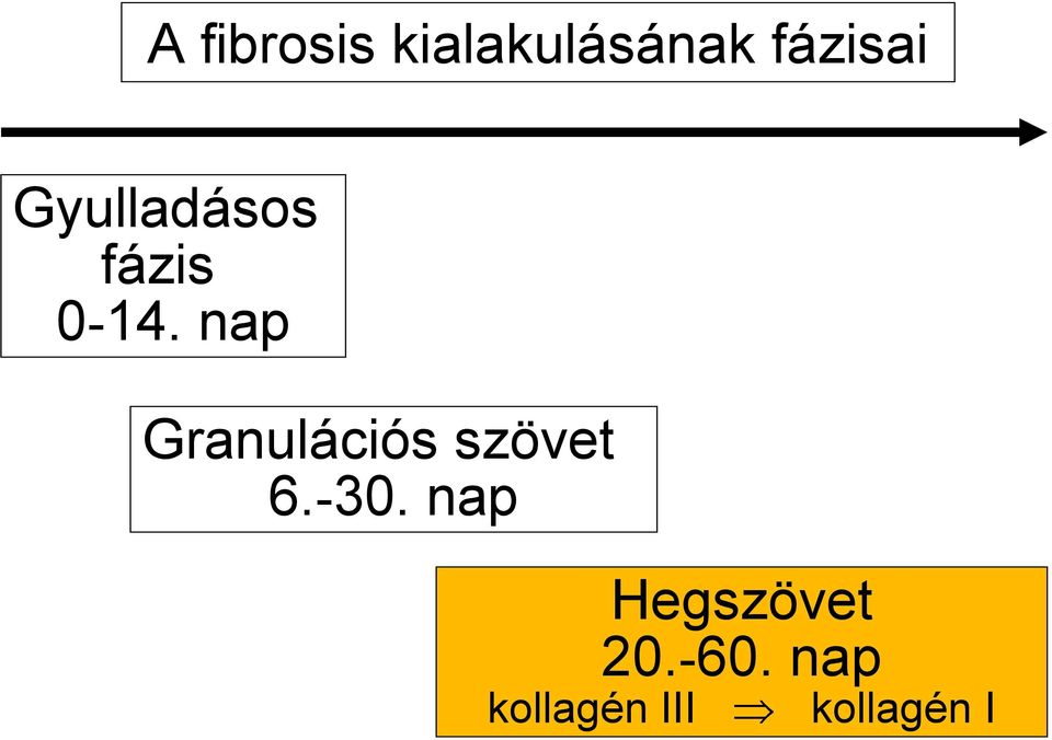 nap Granulációs szövet 6.-30.