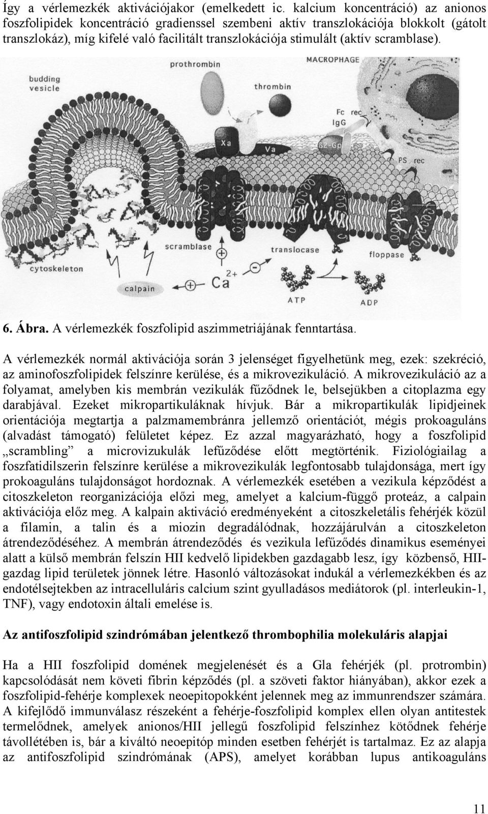 scramblase). 6. Ábra. A vérlemezkék foszfolipid aszimmetriájának fenntartása.