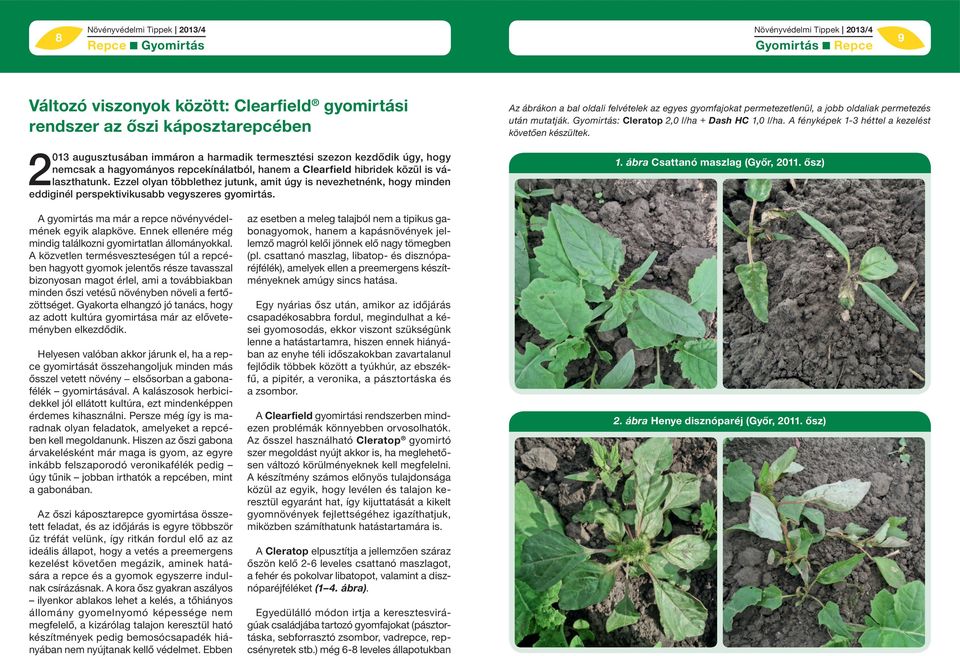 Az ábrákon a bal oldali felvételek az egyes gyomfajokat permetezetlenül, a jobb oldaliak permetezés után mutatják. Gyomirtás: Cleratop 2,0 l/ha + Dash HC 1,0 l/ha.