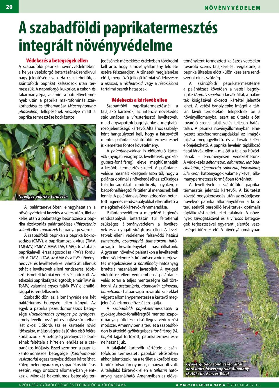 A napraforgó, kukorica, a cukor- és takarmányrépa, valamint a bab elővetemények után a paprika makrofominás szárkorhadása és tőhervadása (Macrophomina phaseolina) fellépésének veszélye miatt a